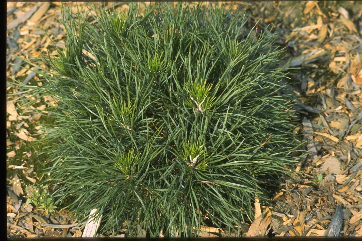Pinus sylvestris ‘Globosa Viridis’