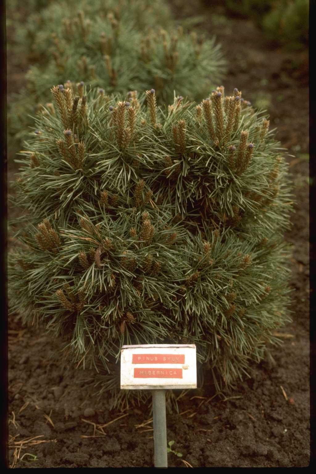 Pinus sylvestris ‘Hibernia’