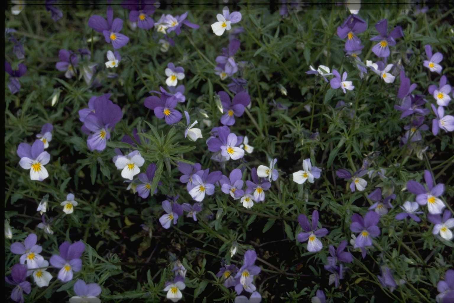Viola curtisii