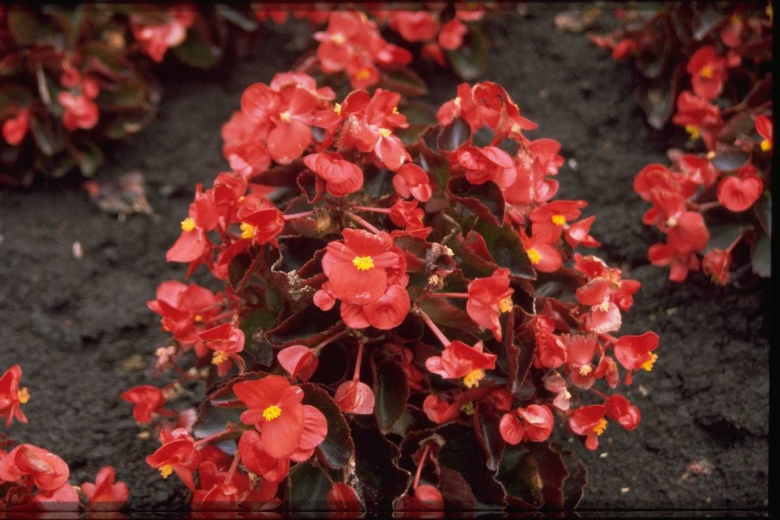 Begonia semperflorens ‘Rood’