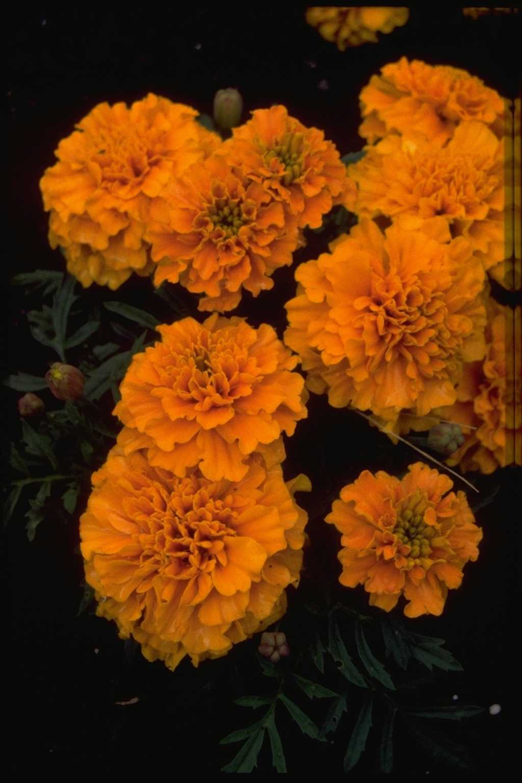 Tagetes patula ‘Sunshine Orange’