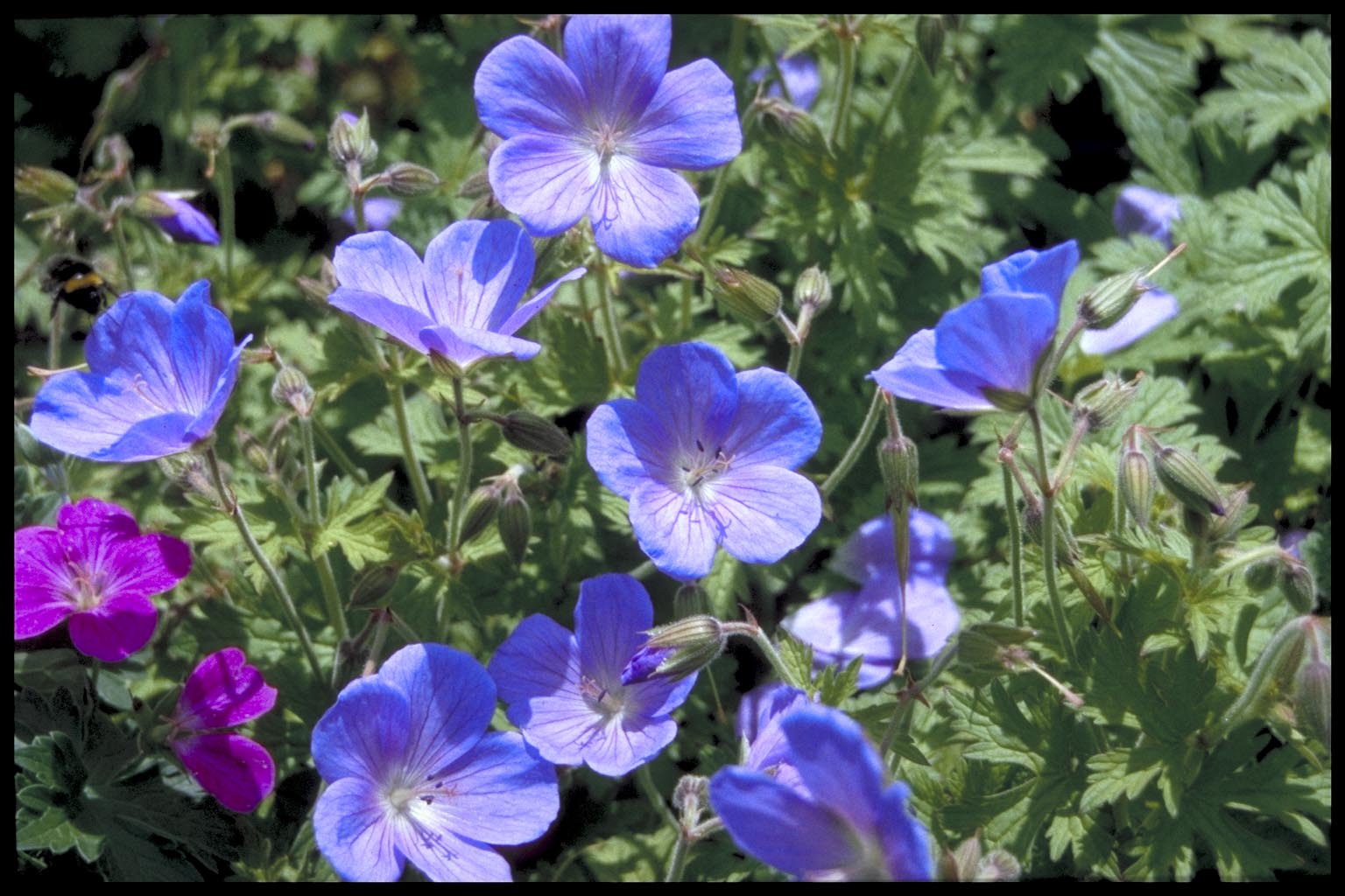 Geranium himalayense ‘Irish Blue’