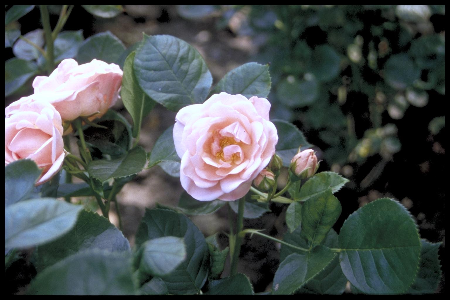 Rosa ‘Astrid Lindgren’