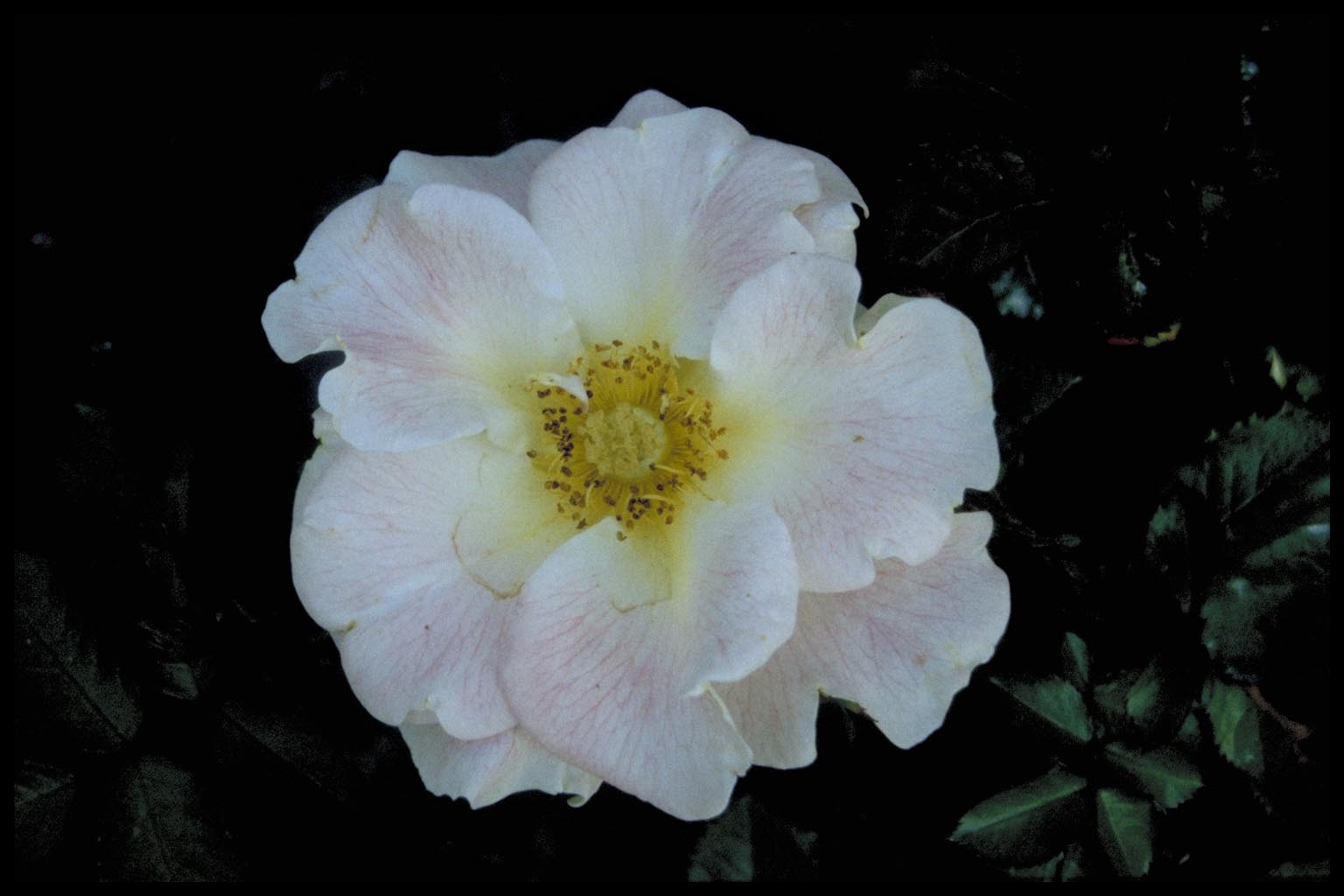 Rosa ‘Bouquet Vanille’