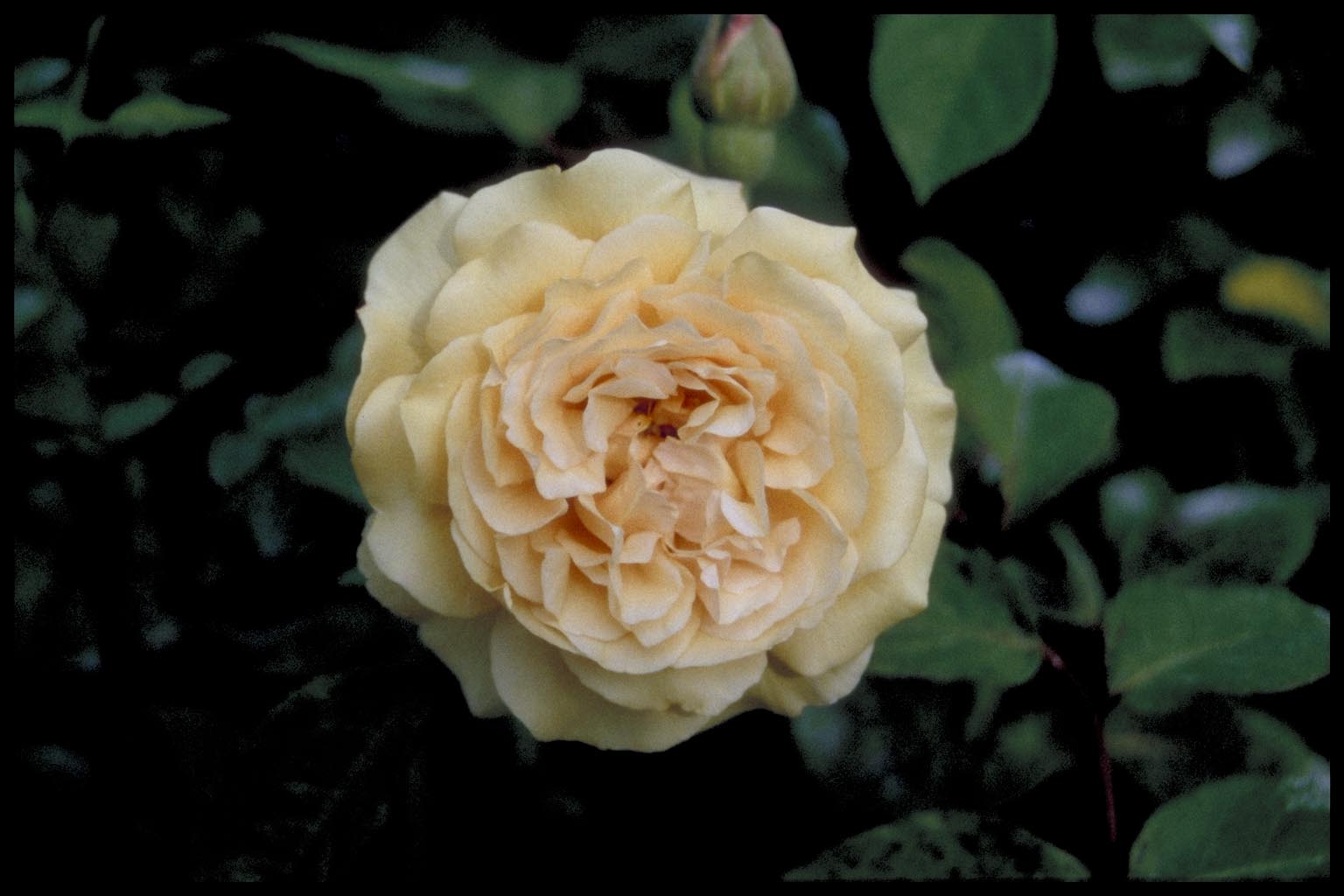 Rosa ‘Buff Beauty’
