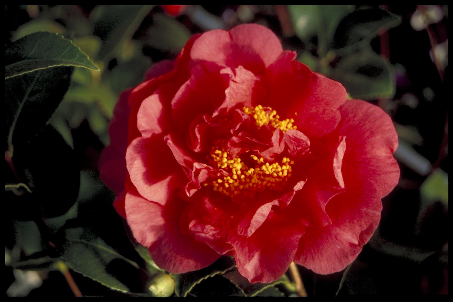 Camellia japonica ‘Kramer’s Supreme’