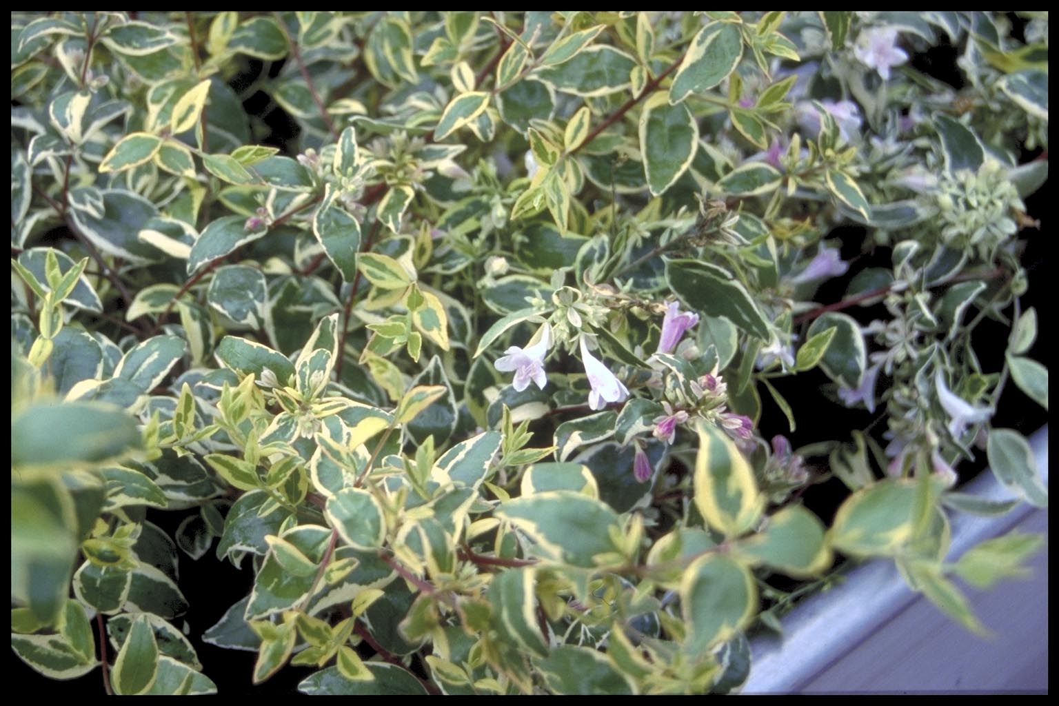 Abelia grandiflora ‘Hopley’s’