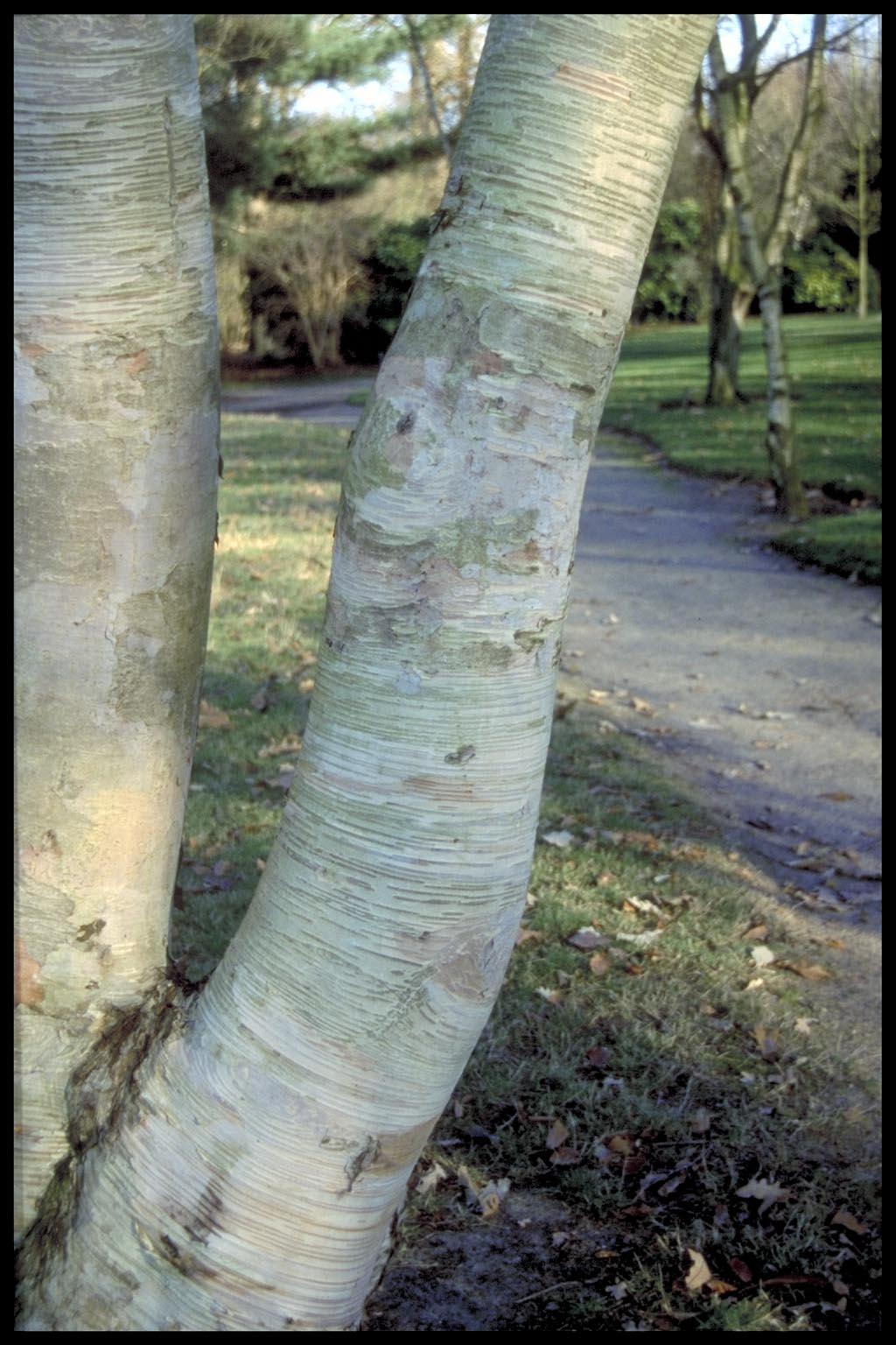 Betula ermanii ‘Blush’