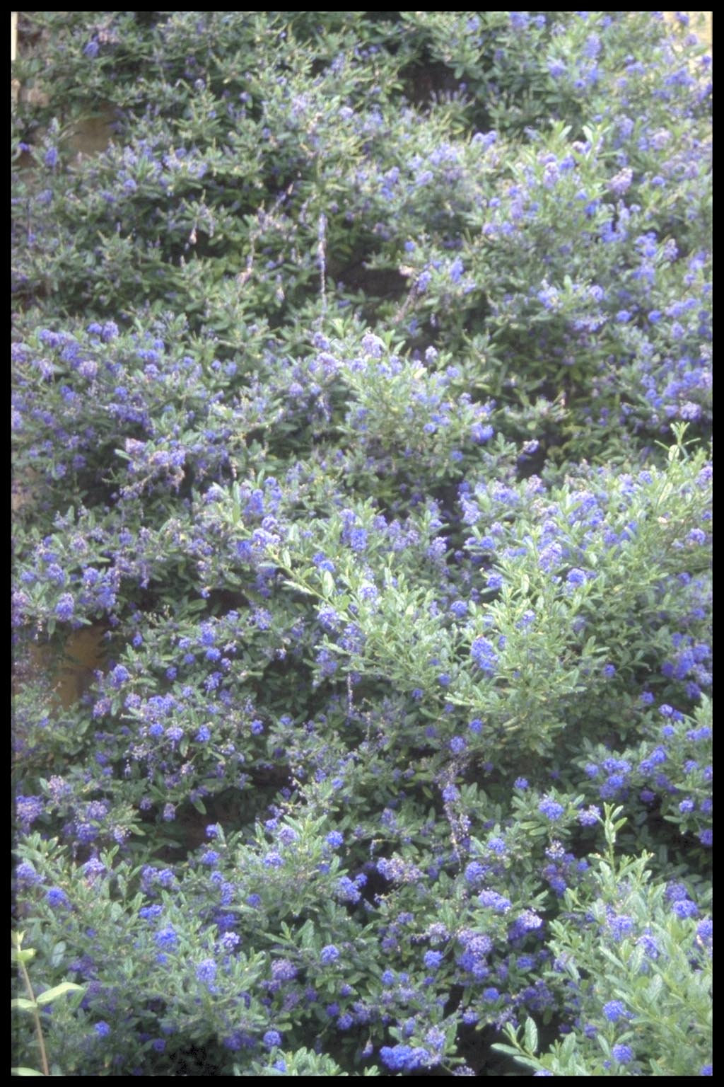 Ceanothus arboreus ‘Trewithen Blue’