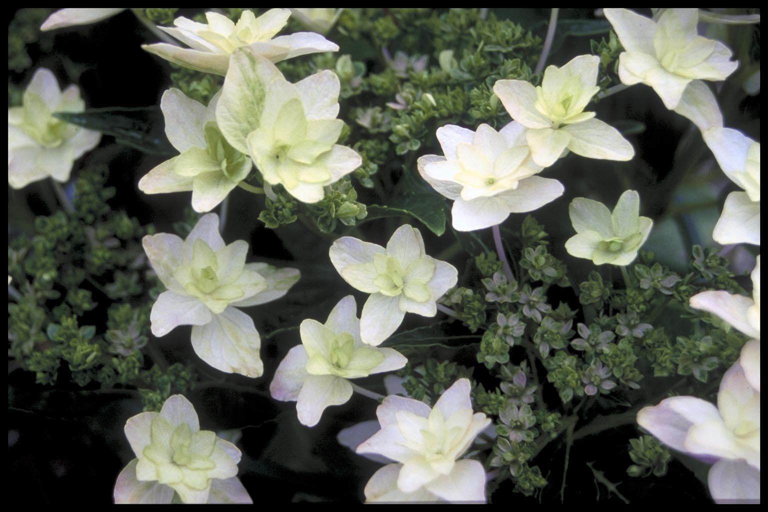 Hydrangea macrophylla ‘Hanabi’