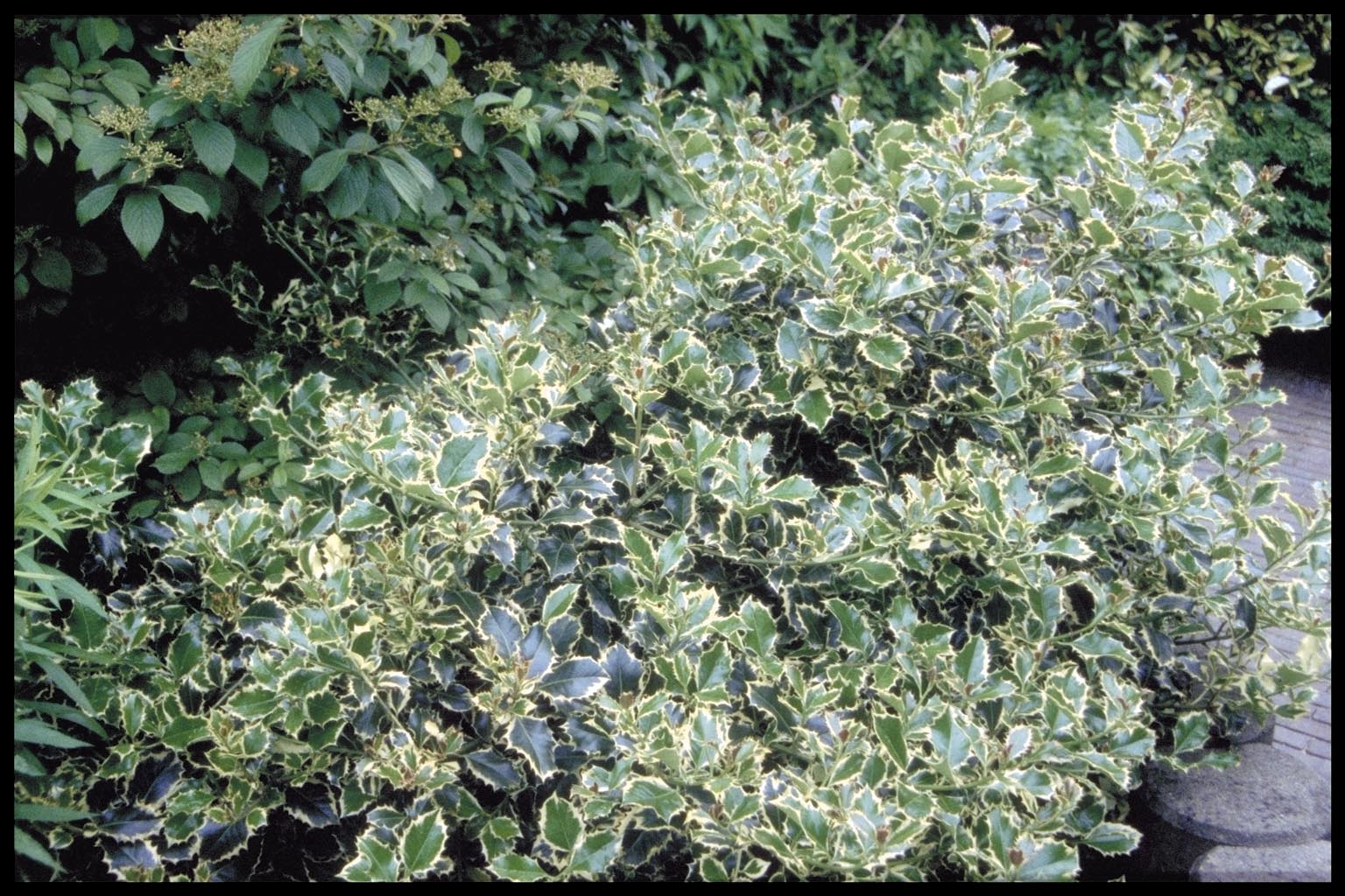 Ilex aquifolium ‘Argentea Marginata’