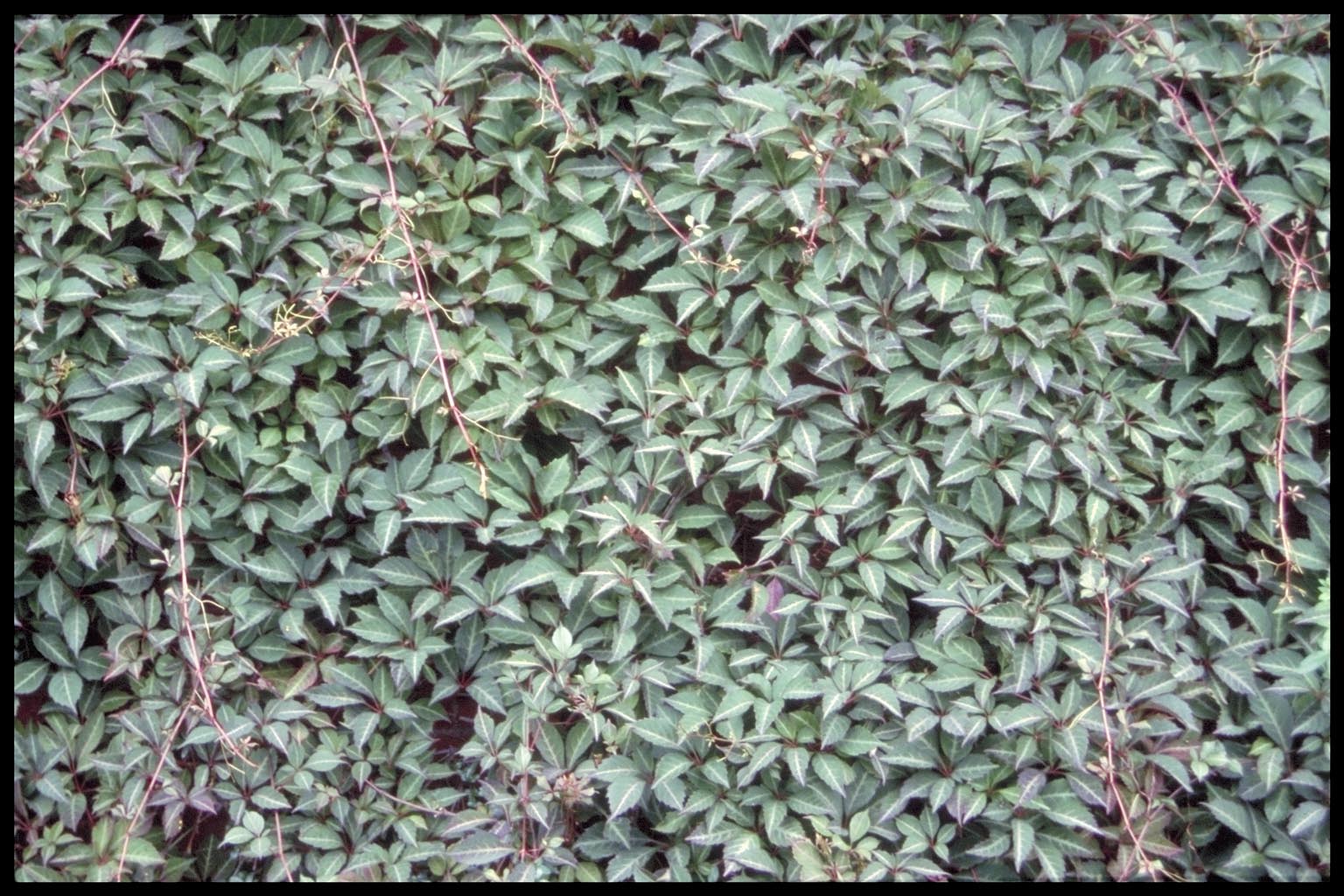 Parthenocissus henryi
