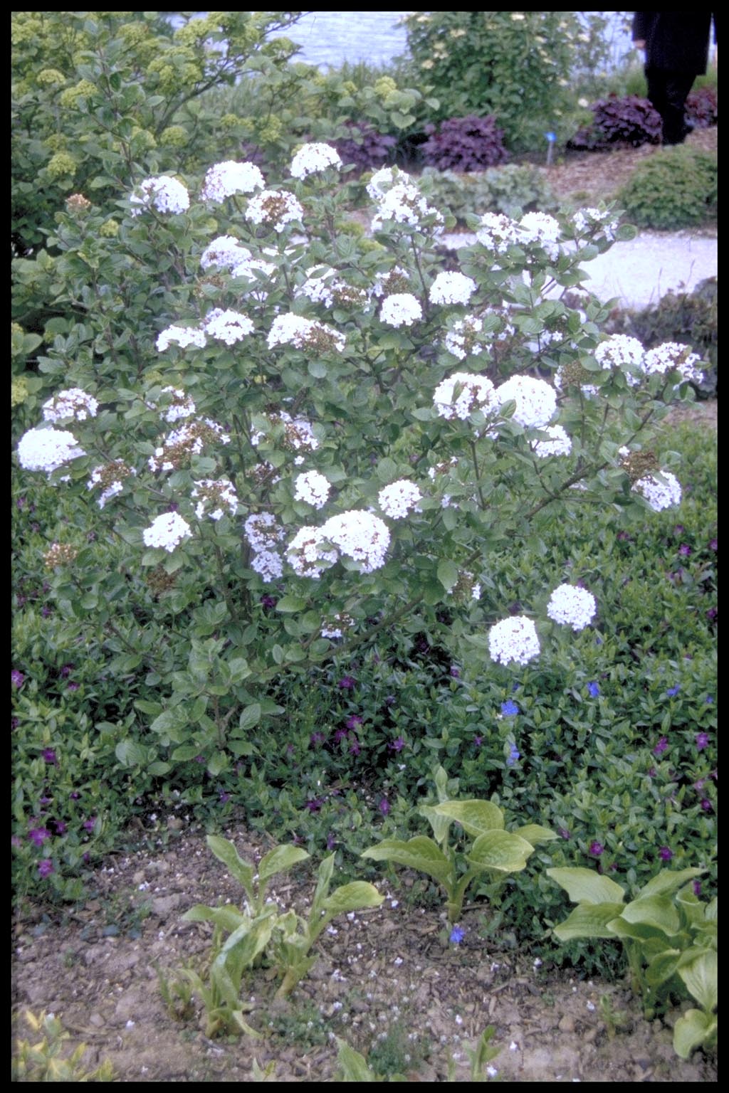 Viburnum x burkwoodii ‘Anne Russell’