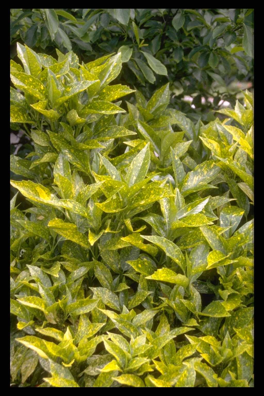 Aucuba japonica ‘Variegata’