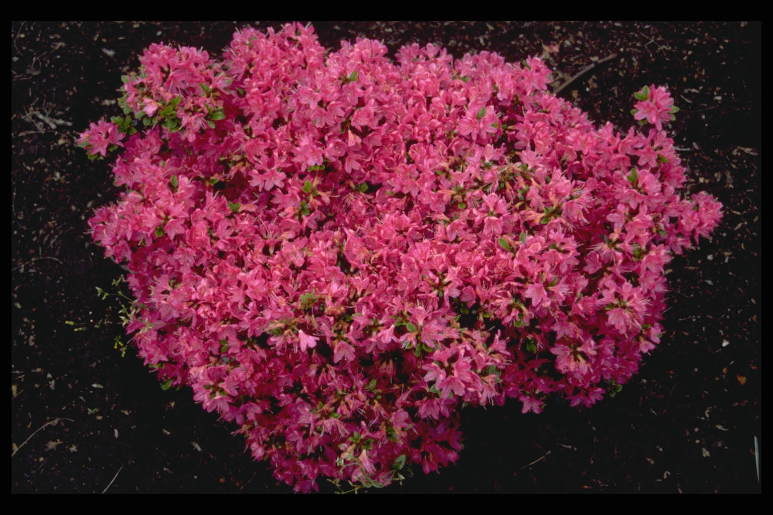 Rhododendron ‘John Cairns’