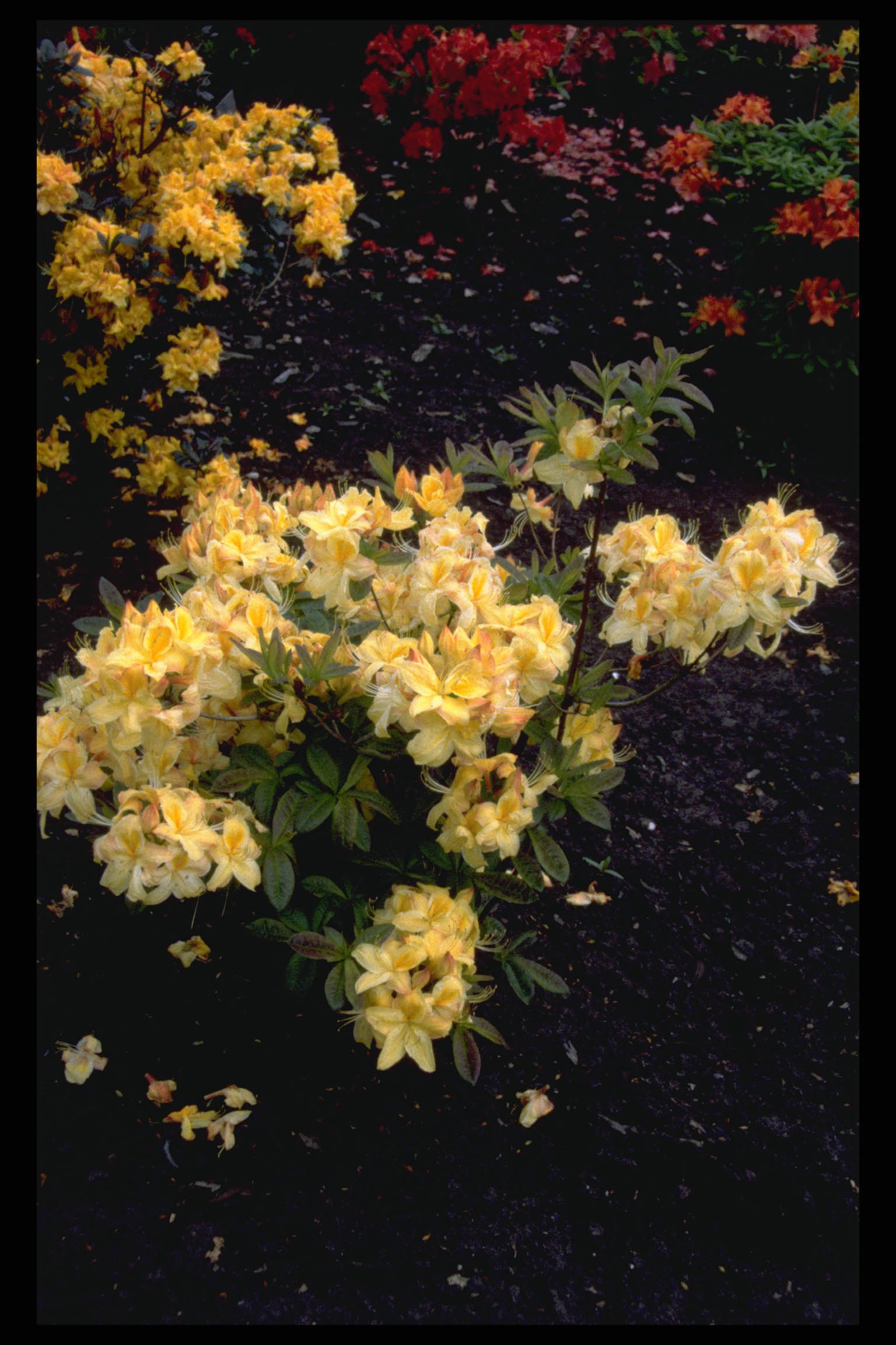 Rhododendron ‘Golden Sunset’