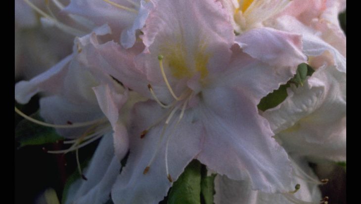 Rhododendron ‘Apple Blossom’