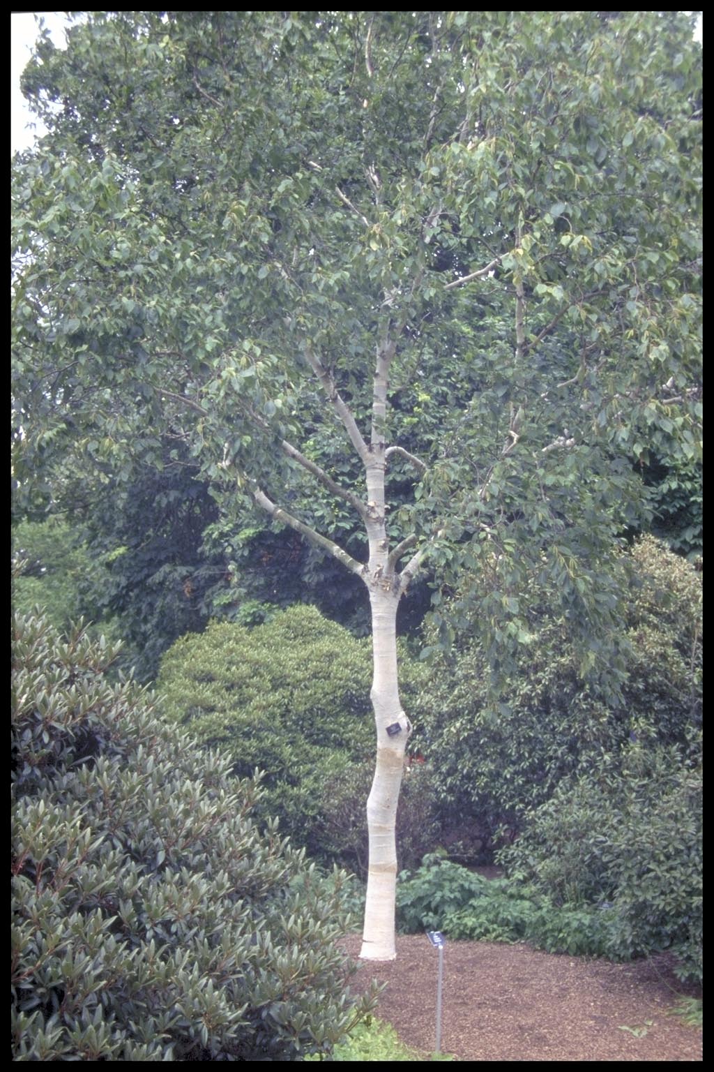 Betula utilis subsp. jacquemontii