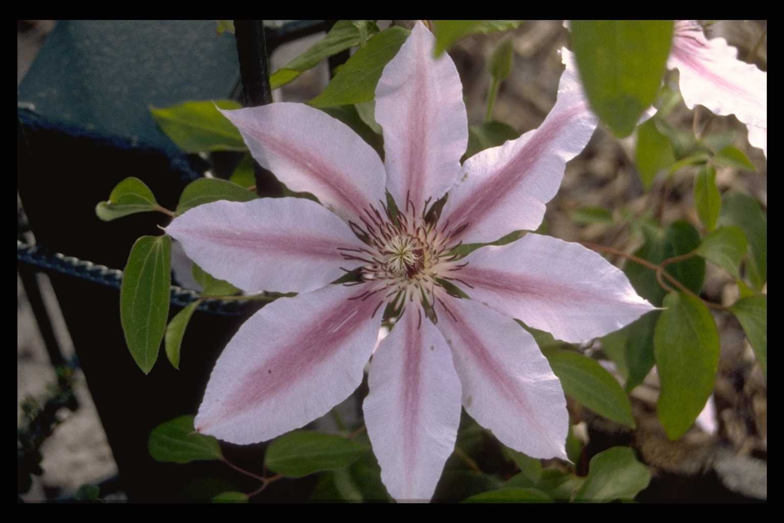 Clematis ‘Nelly Moser’