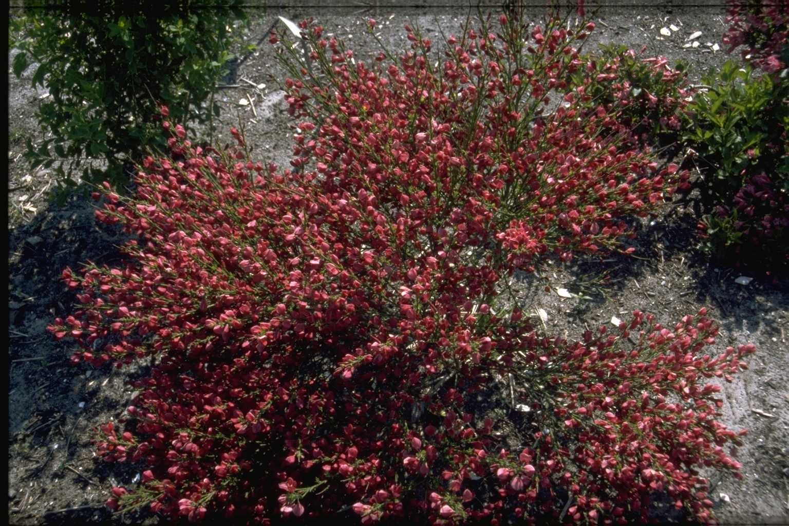 Cytisus ‘Boskoop Ruby’