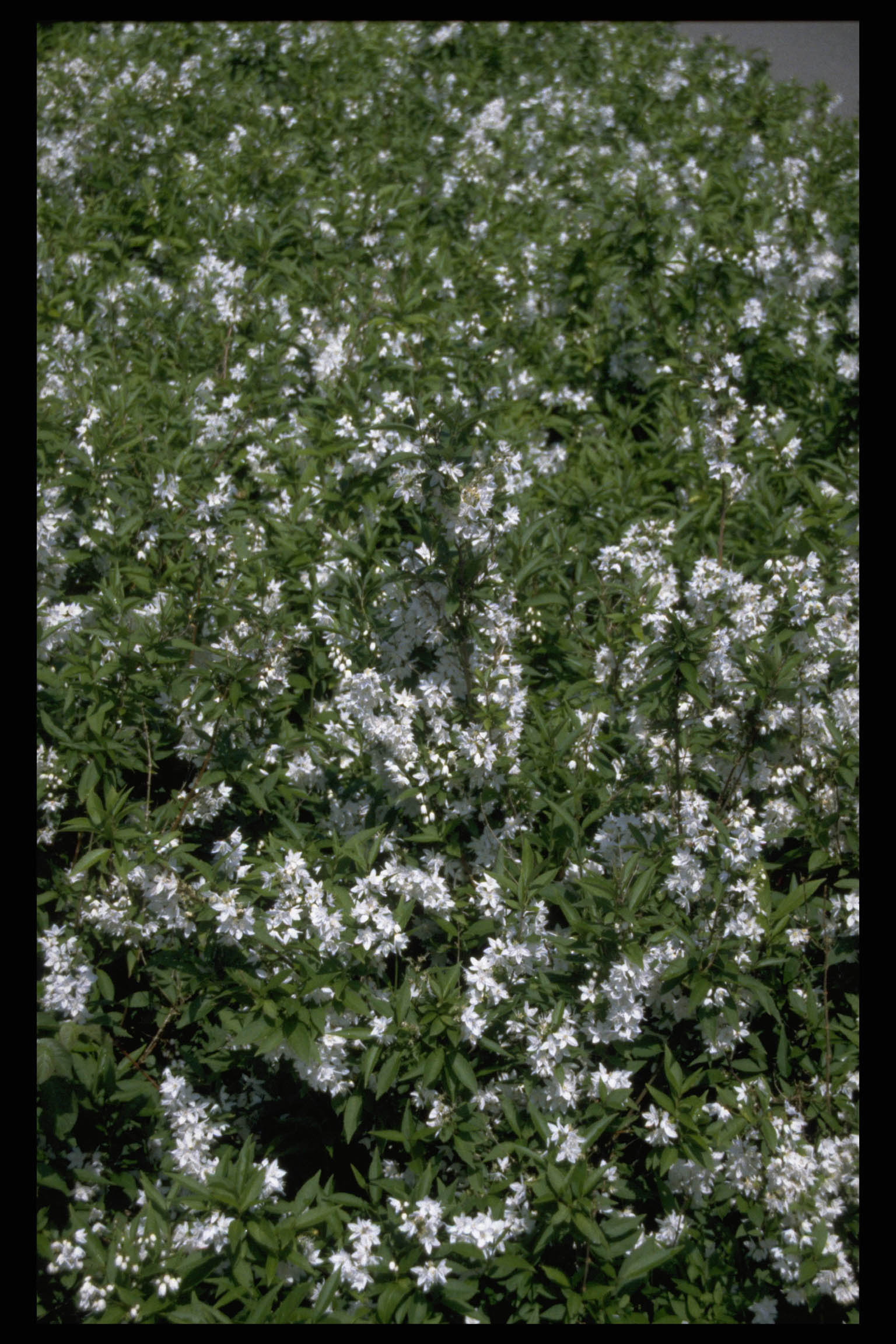 Deutzia gracilis