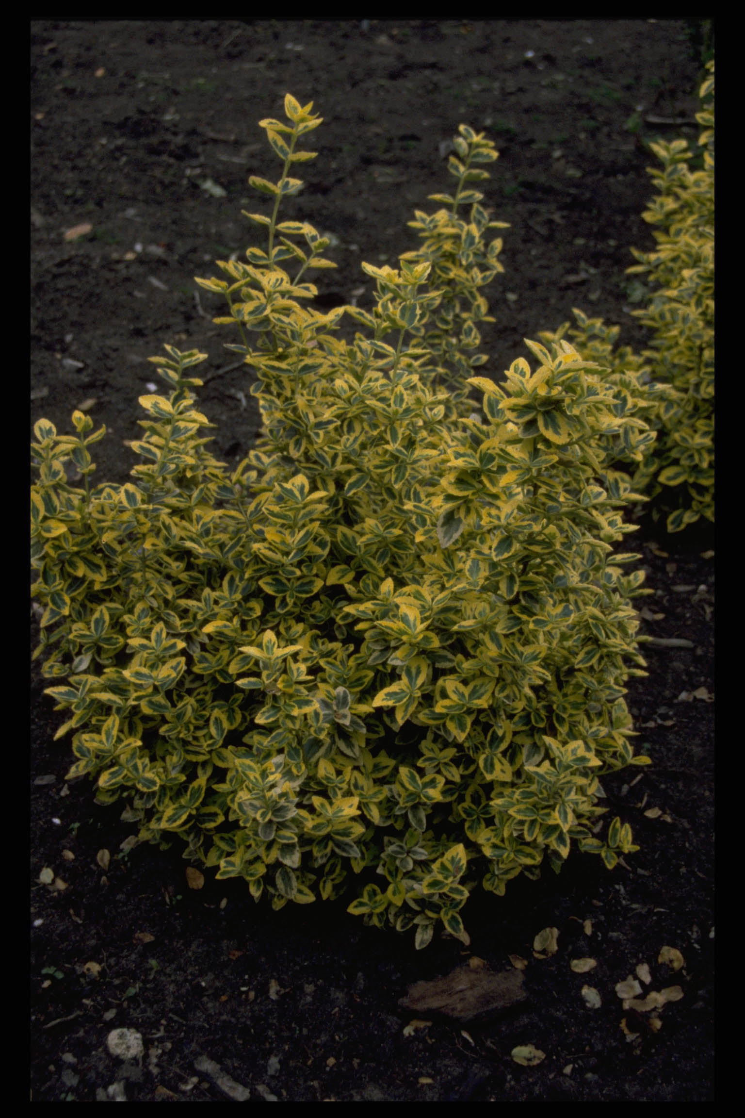 Euonymus fortunei ‘Emerald ‘n’ Gold’