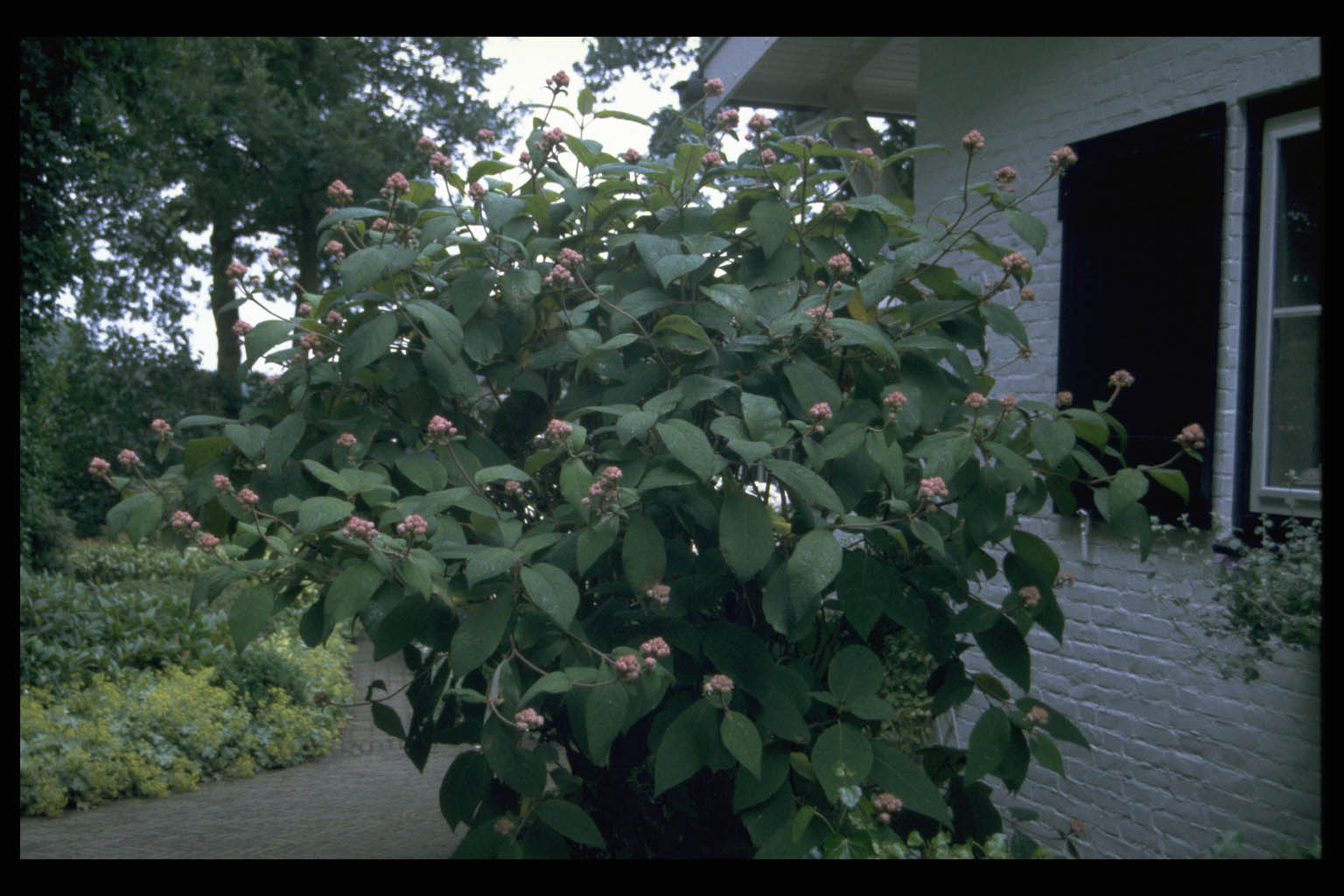 Hydrangea aspera ‘Macrophylla’