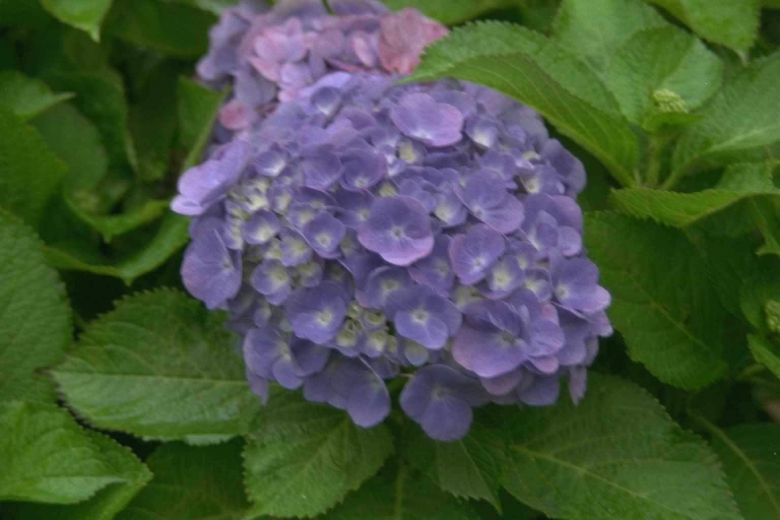 Hydrangea macrophylla ‘Nikko Blue’
