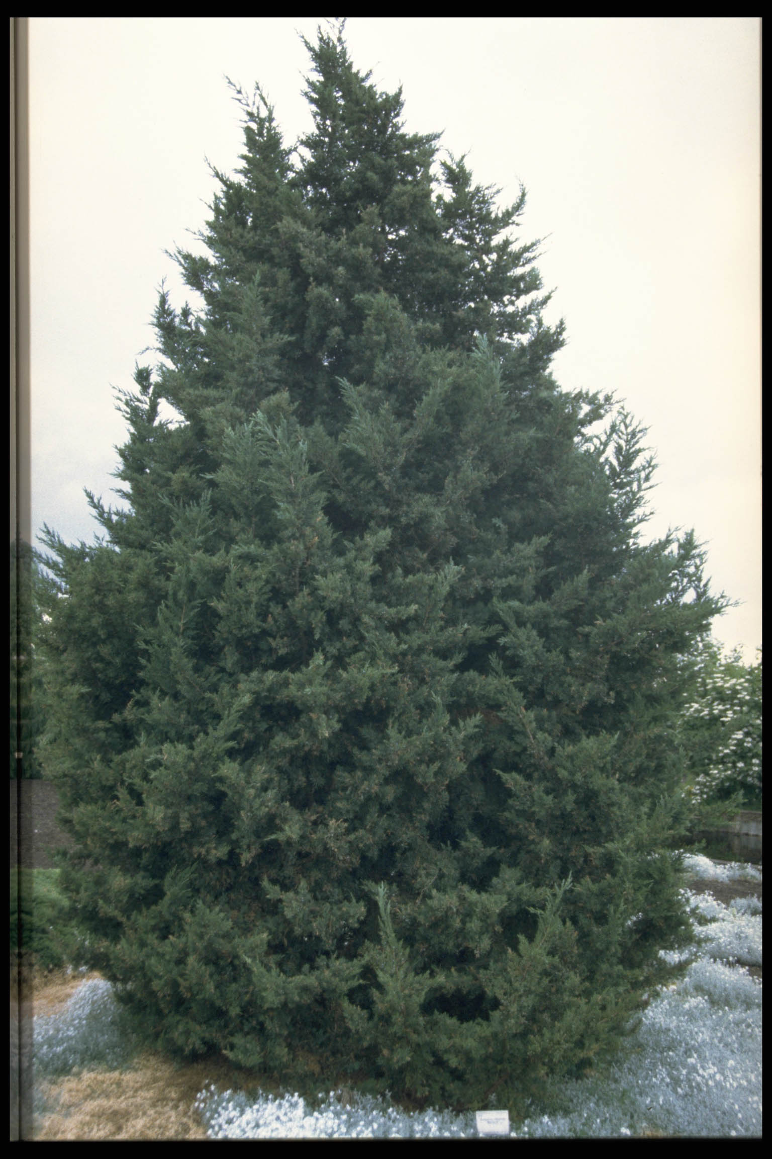 Juniperus chinensis ‘Monarch’