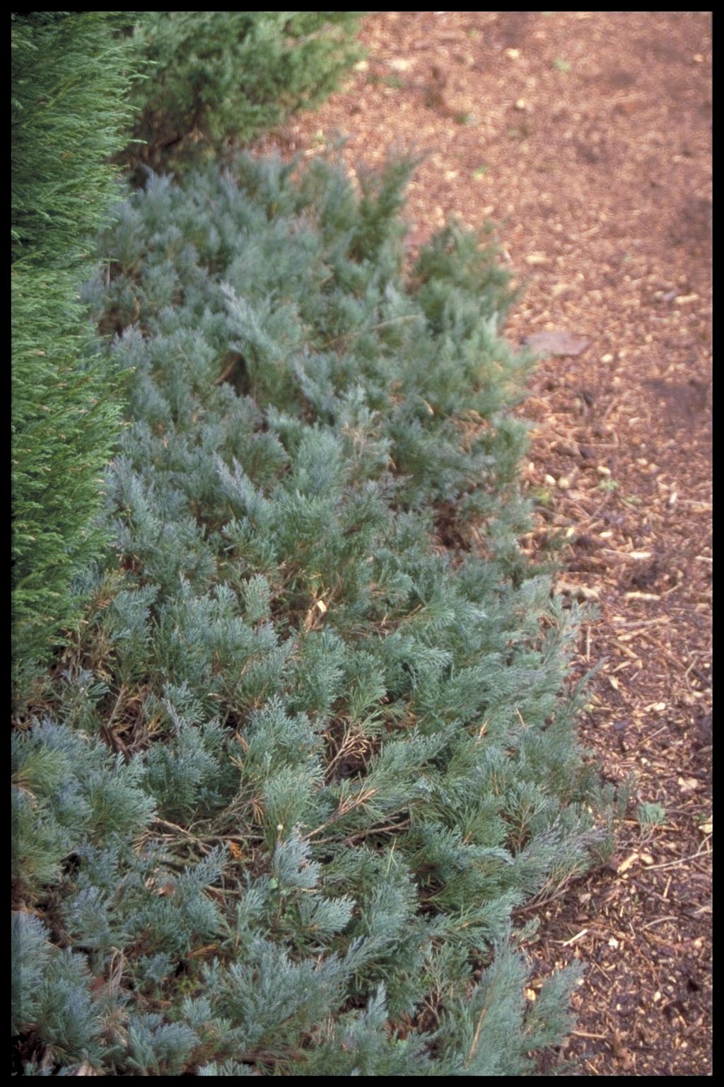 Juniperus horizontalis ‘Wiltonii’