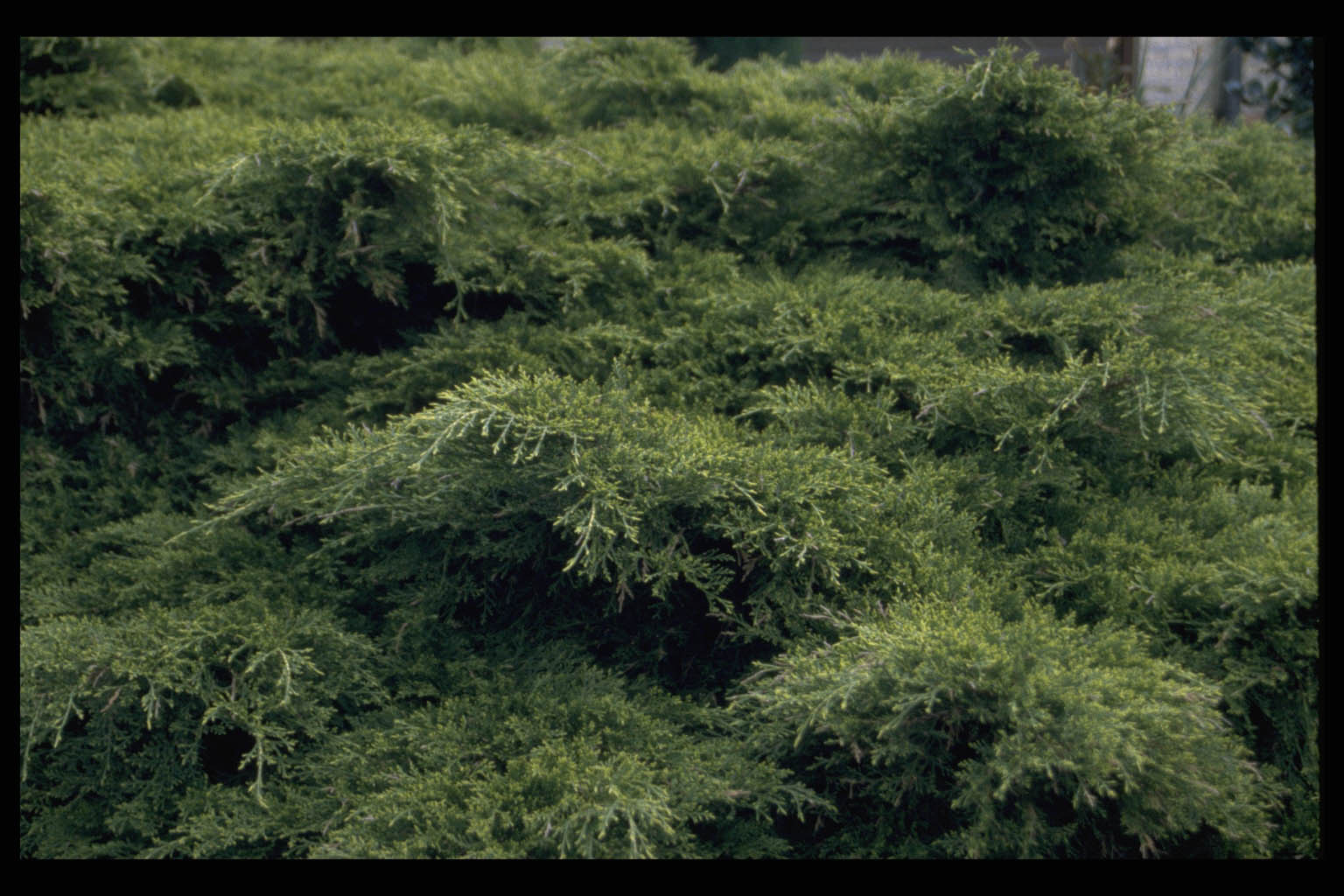 Juniperus x pfitzeriana ‘Pfitzeriana Aurea’