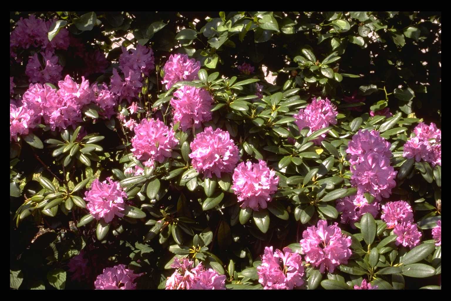 Rhododendron ‘Catawbiense Grandiflorum’