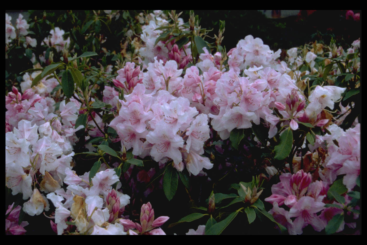 Rhododendron ‘Pink Pearl’