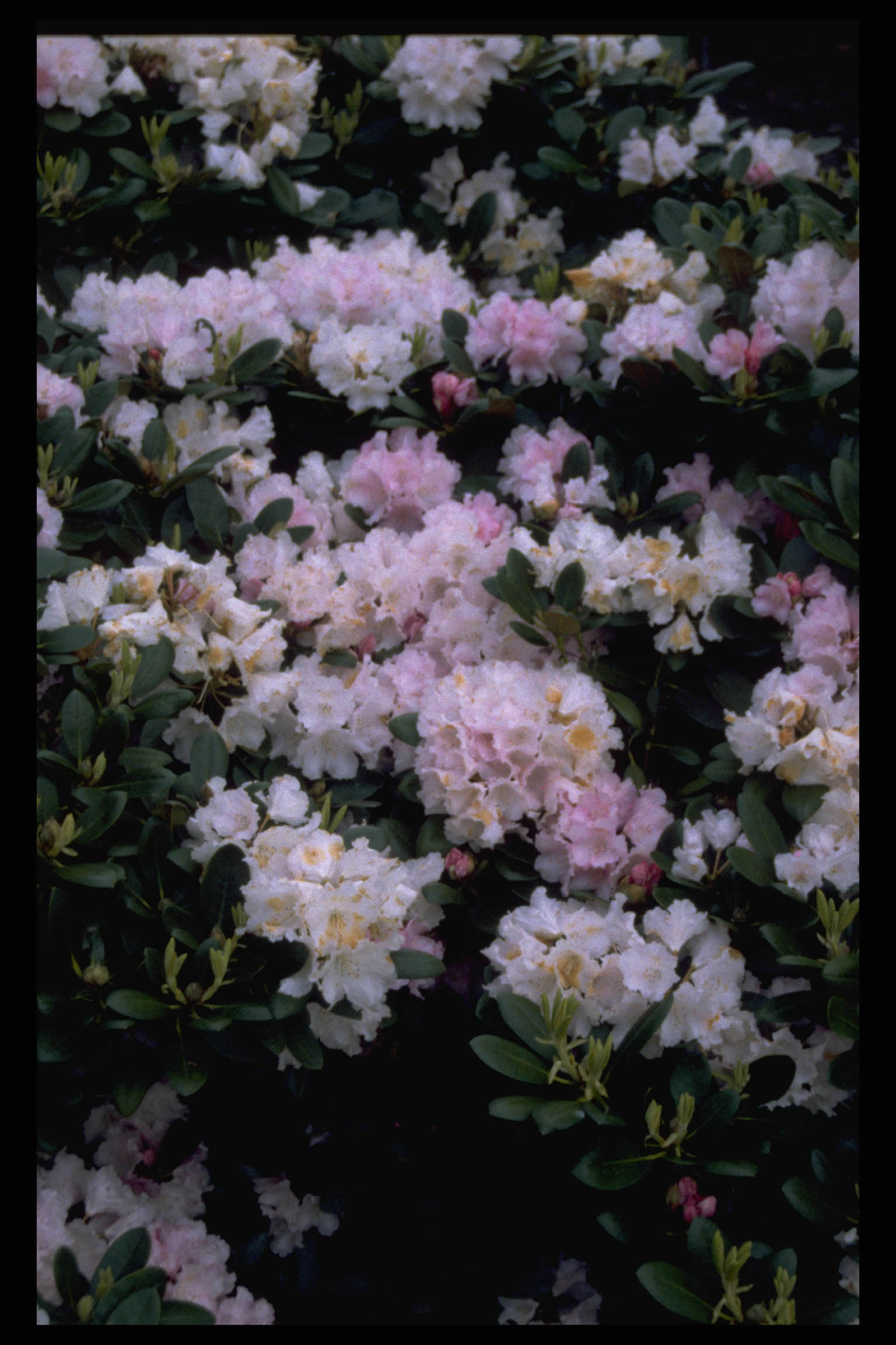 Rhododendron ‘Silberwolke’