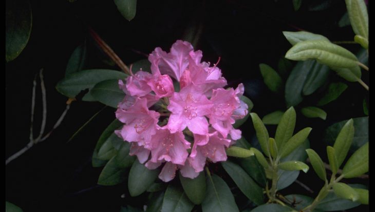 Rhododendron ponticum ‘Roseum’