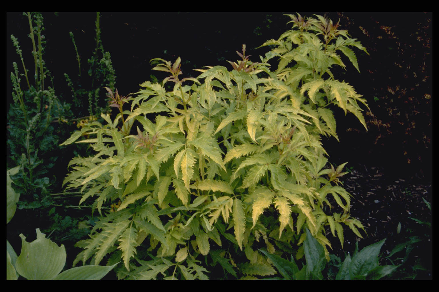 Sambucus racemosa ‘Sutherland Gold’