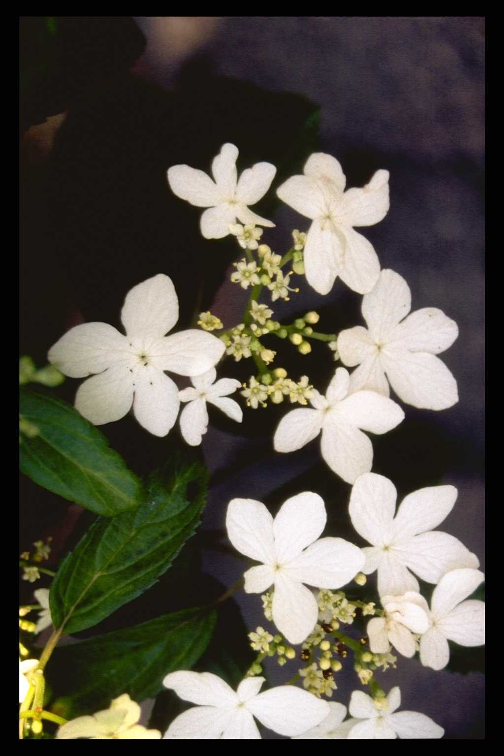 Viburnum plicatum ‘Watanabe’