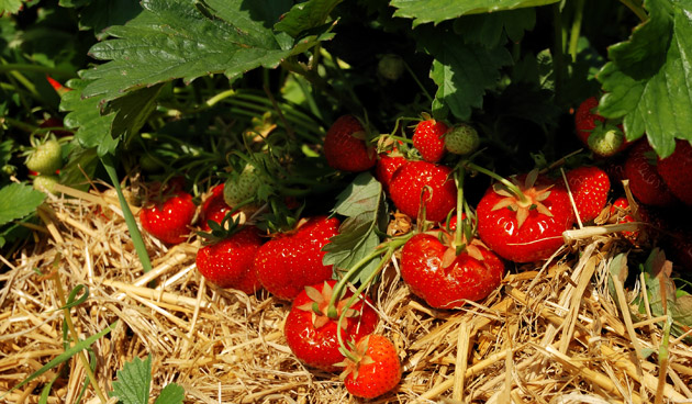 Zelf heerlijke aardbeien kweken