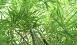 onderhoudsvriendelijke tuin: Bamboe