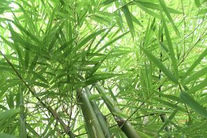 onderhoudsvriendelijke tuin: Bamboe