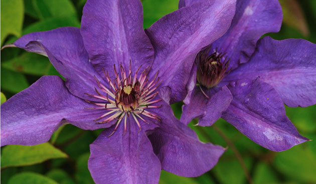 Clematis knippen