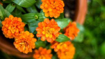 Oranje bloemen in de tuin