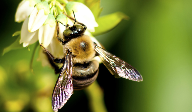Bloembollenpakket voor bijen