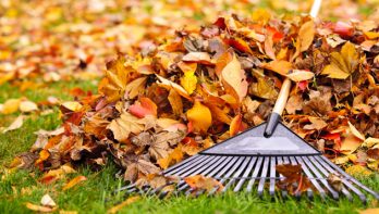 Van herfstblad kun je heel eenvoudig waardevolle bladcompst maken