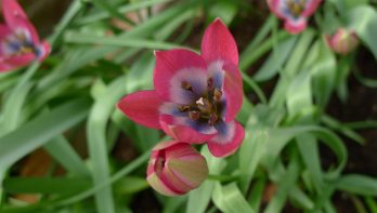 8 Tips voor botanische tulpen