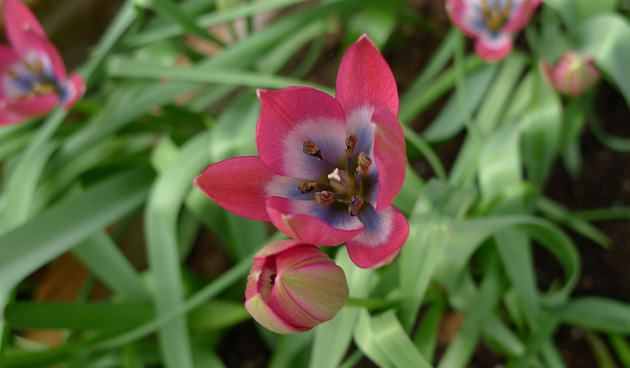 8 Tips voor botanische tulpen