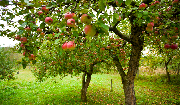 Breng in de herfst een lijmband rond fruitbomen aan