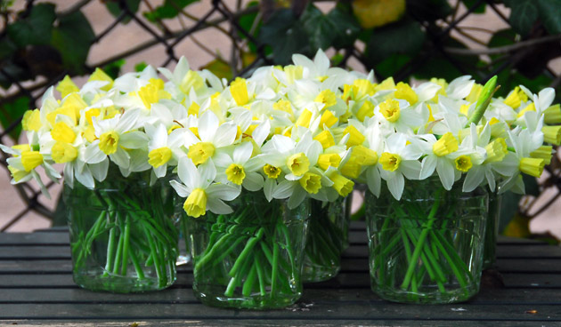 11 X Mooie Narcissen - Een Vrolijke Lente - Tuinseizoen