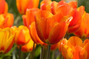Oranje bloemen zoals deze oranje tulpen