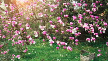 magnolia op kleigrond